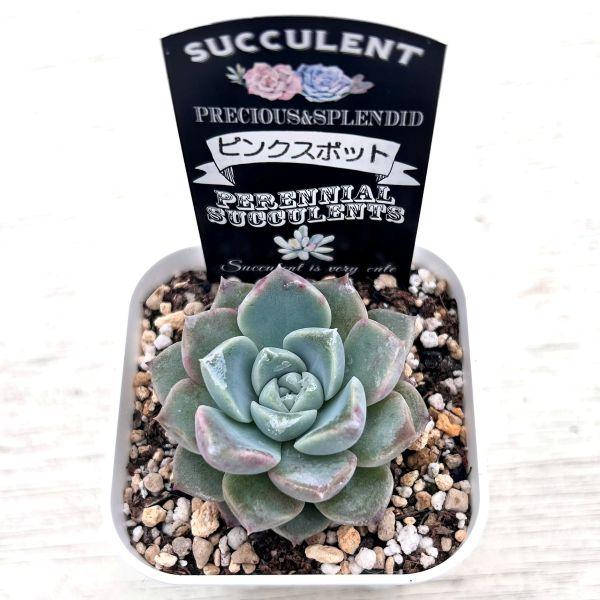 多肉植物 エケベリア ピンクスポット 7.5cmポット苗 : ハニーミント