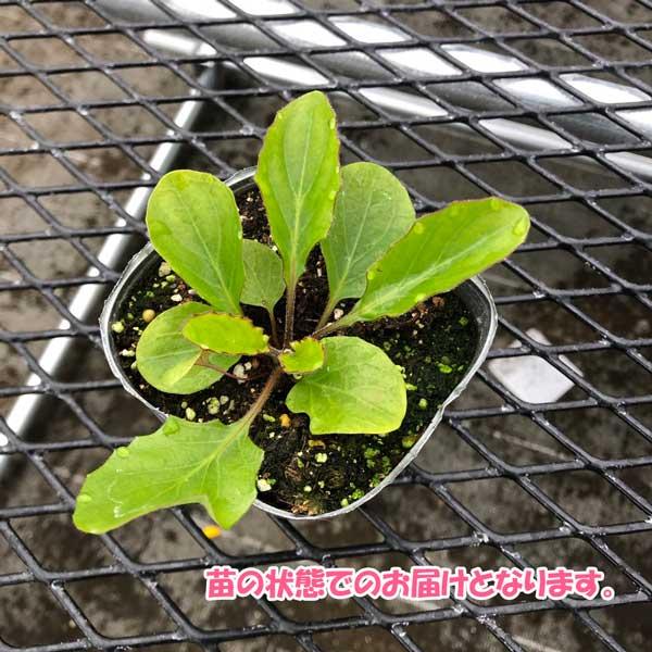 当店農場生産】ガーベラ ガルビネア スイートメモリー 9cmポット苗
