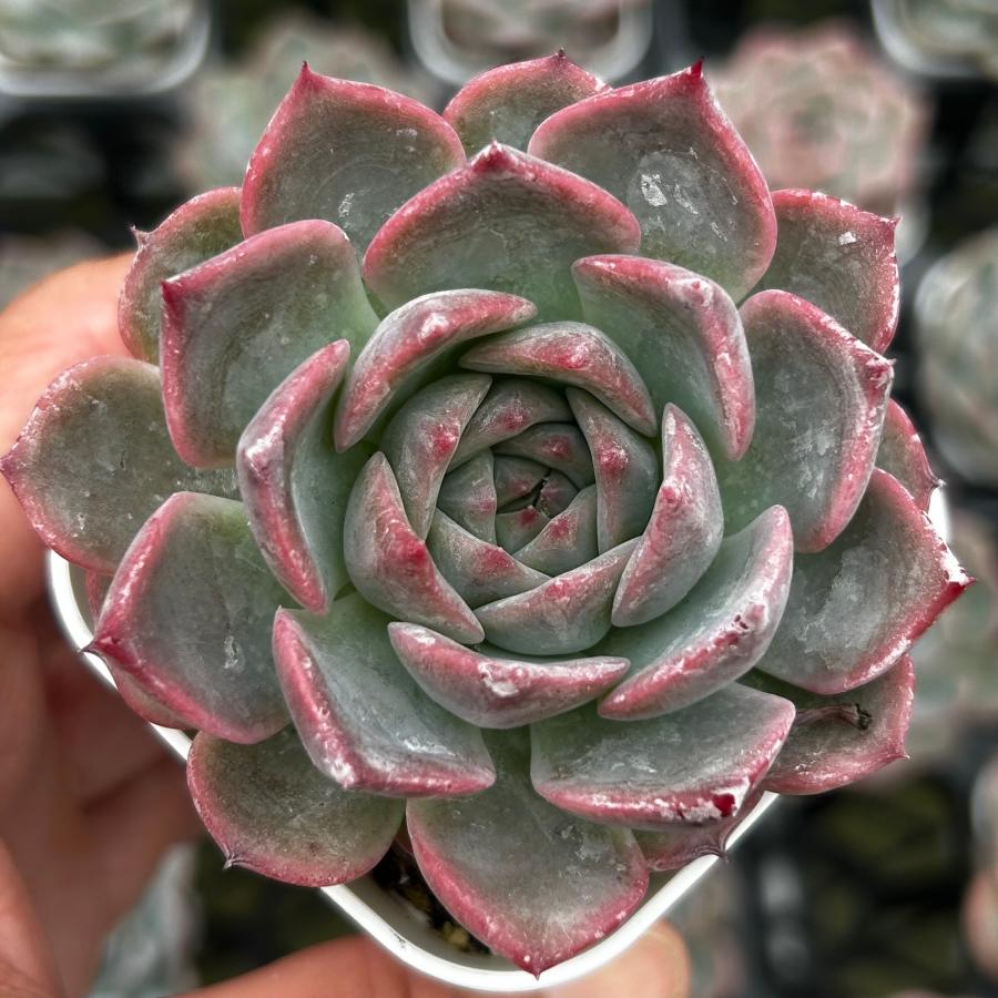 多肉植物 エケベリア キャロライン 7.5cmポット苗 : ハニーミント