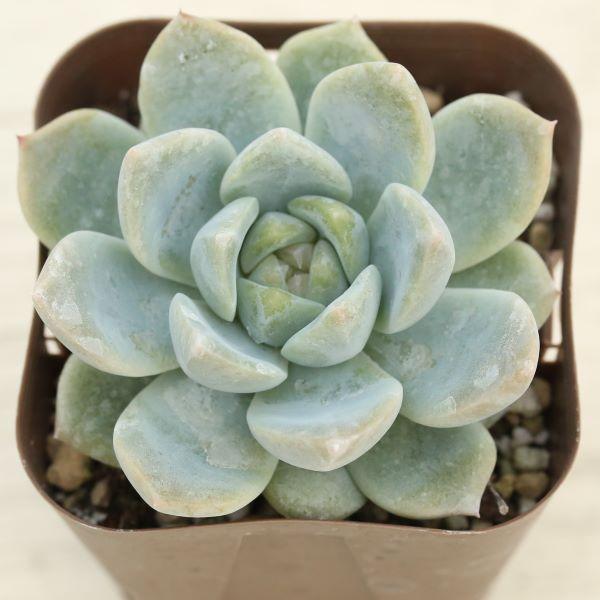多肉植物 エケベリア シックドリーム 7.5cmポット苗 : ハニーミント