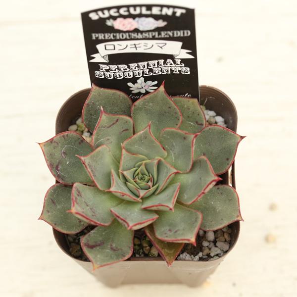 多肉植物 エケベリア ロンギシマ 7.5cmポット苗 : ハニーミント - 通販