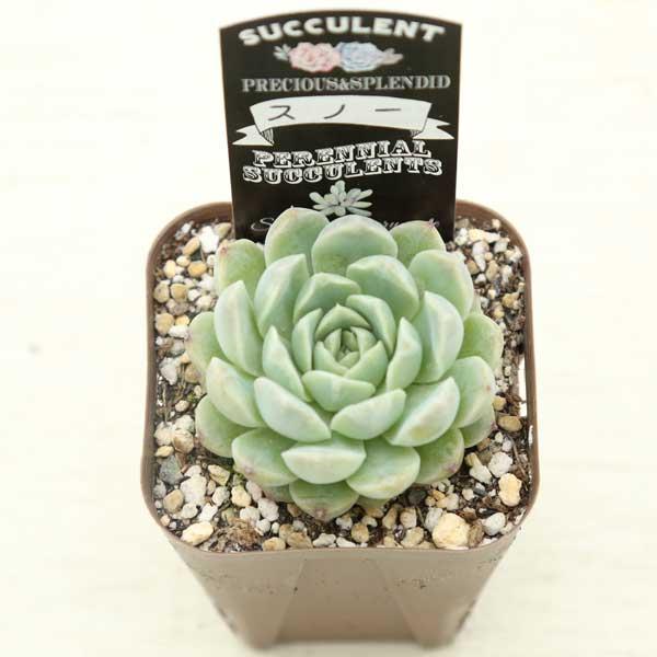 Top【選抜株】多肉植物　24785スノー　ラバー 48個　鉢無し/脱土 多肉植物 エケベリア スノー 7.5cmポット苗 : ハニーミント - 通販