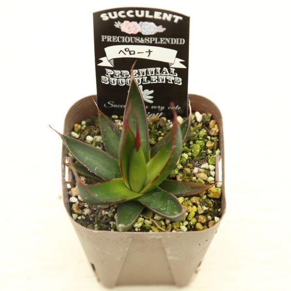 多肉植物 アガベ ペローナ 7.5cmポット苗 : ハニーミント - 通販