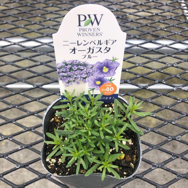 当店農場生産】ニーレンベルギア オーガスタ ブルー PW 9cmポット苗 非