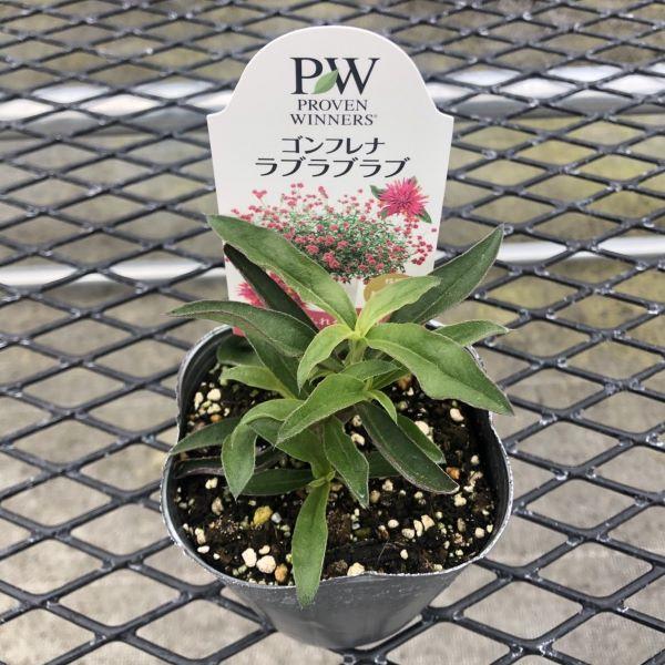 当店農場生産】ゴンフレナ ラブラブラブ PW 9cmポット苗 種が落ちて
