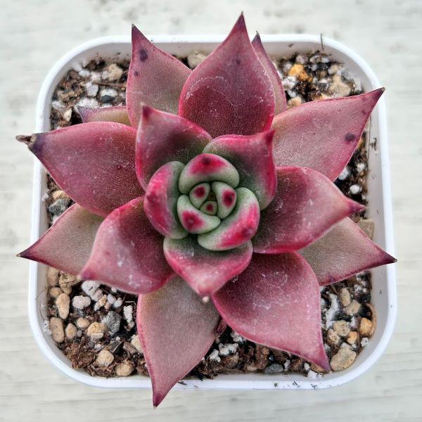 多肉植物 エケベリア アガボイデス レッドエボニー 7.5cmポット苗