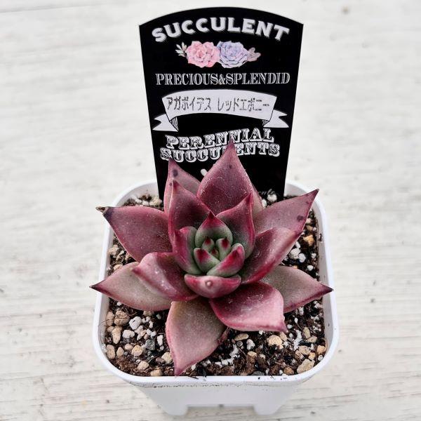 多肉植物 エケベリア アガボイデス レッドエボニー 7.5cmポット苗