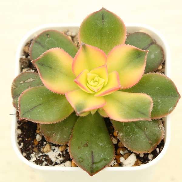 多肉植物 アエオニウム キウイ 7.5cmポット苗 : ハニーミント - 通販