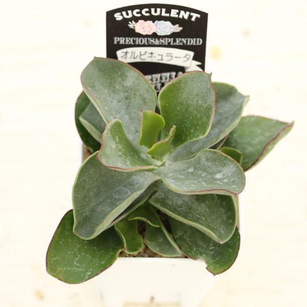 多肉植物 コチレドン オルビキュラータ 7.5cmポット苗 : ハニーミント