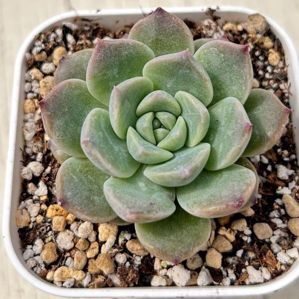 多肉植物 エケベリア ストロベリースムージー 7.5cmポット苗 : ハニー