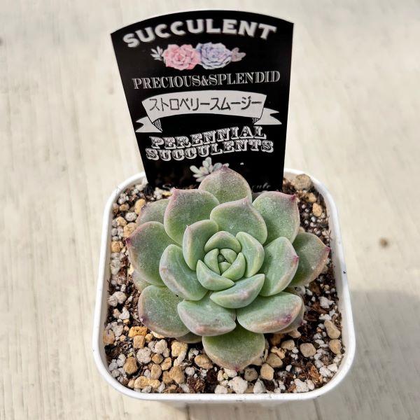 多肉植物 エケベリア ストロベリースムージー 7.5cmポット苗 : ハニー
