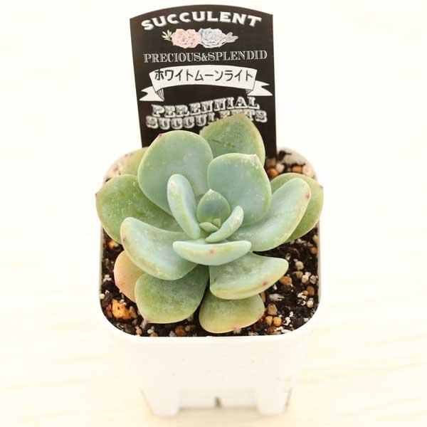 多肉植物 エケベリア ホワイトムーンライト 7.5cmポット苗 : ハニー 