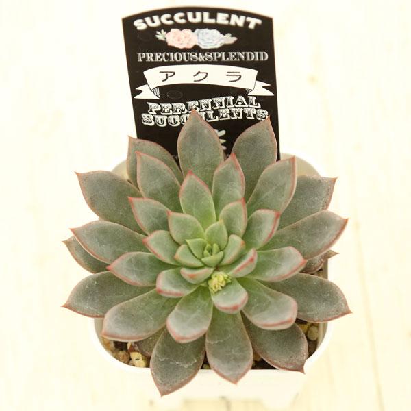 多肉植物 エケベリア アクラ 7.5cmポット苗 : ハニーミント - 通販