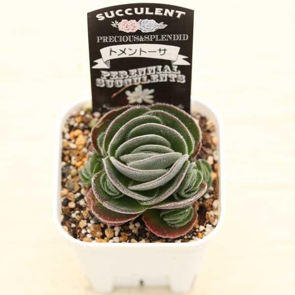 多肉植物 クラッスラ トメントーサ 7.5cmポット苗 : ハニーミント