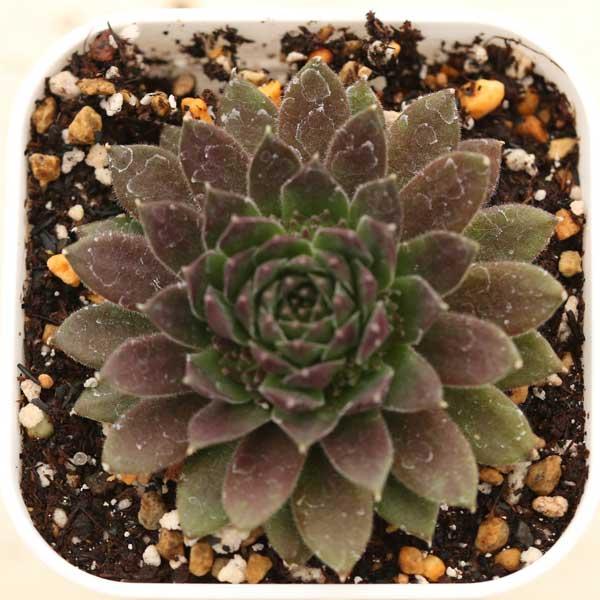 多肉植物 センペルビウム コーラルレッド 7.5cmポット苗 : ハニー