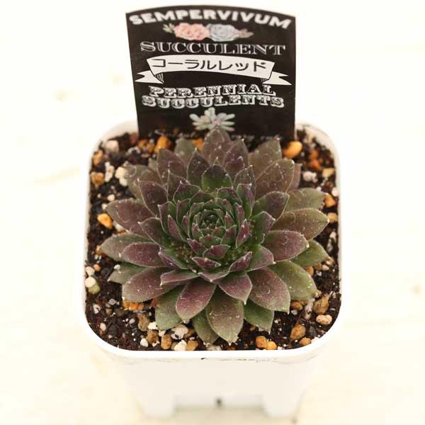 多肉植物 センペルビウム コーラルレッド 7.5cmポット苗 : ハニー