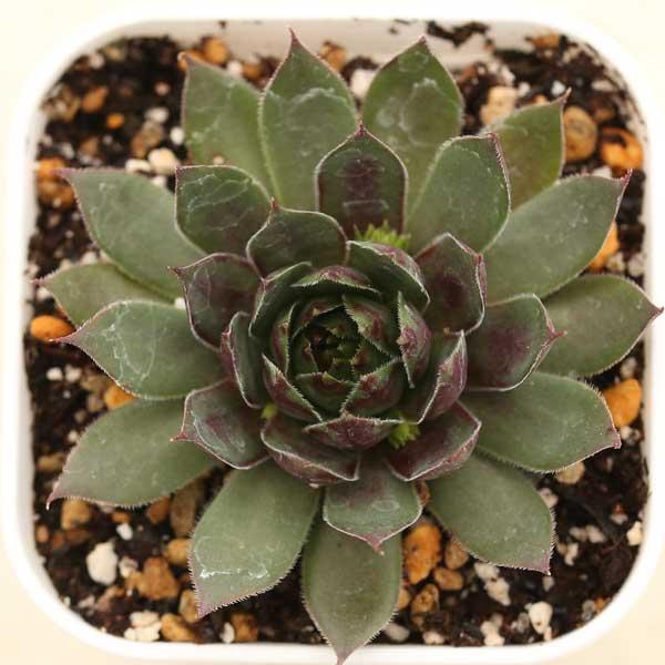 センペルビウム　ブラッシングガーネット 多肉植物 センペルビウム ブラッシングガーネット 7.5cmポット苗