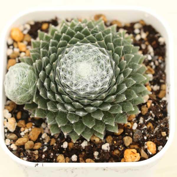多肉植物 センペルビウム アークティックホワイト 7.5cmポット苗