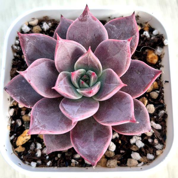 多肉植物 エケベリア ミア 7.5cmポット苗 : ハニーミント - 通販