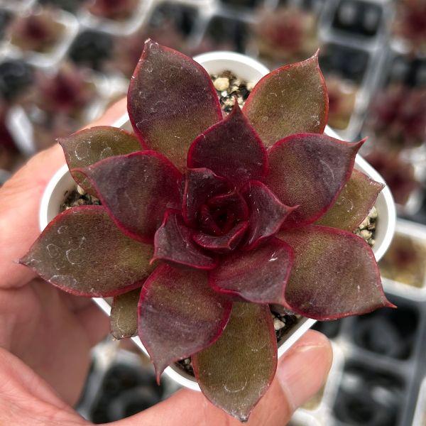 多肉植物 エケベリア レッドローズ 7.5cmポット苗 : ハニーミント