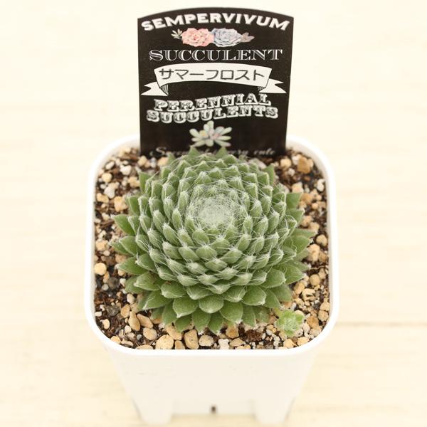 多肉植物 センペルビウム サマーフロスト 7.5cmポット苗 : ハニー