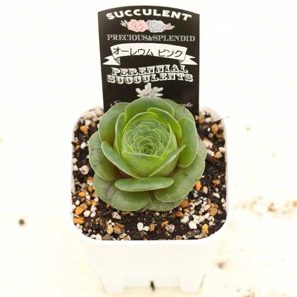 Top【選抜株】多肉植物18887アエオニウム シー　キング15個　鉢無し/脱土 新入荷 多肉植物 エケベリア 落桜 5-6cm 抜き苗 1株 多肉植物 愛多肉