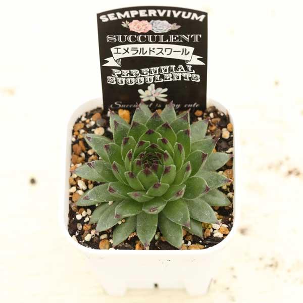 多肉植物 センペルビウム エメラルドスワール 7.5cmポット苗 : ハニー