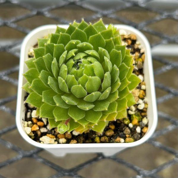 多肉植物 センペルビウム レモンフレア 7.5cmポット苗 : ハニーミント