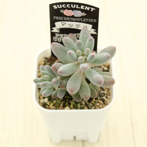 多肉植物 パキフィツム マッチョ 7.5cmポット苗 : ハニーミント 多肉植物 パキフィツム マッチョ 7.5cmポット苗 : ハニーミント