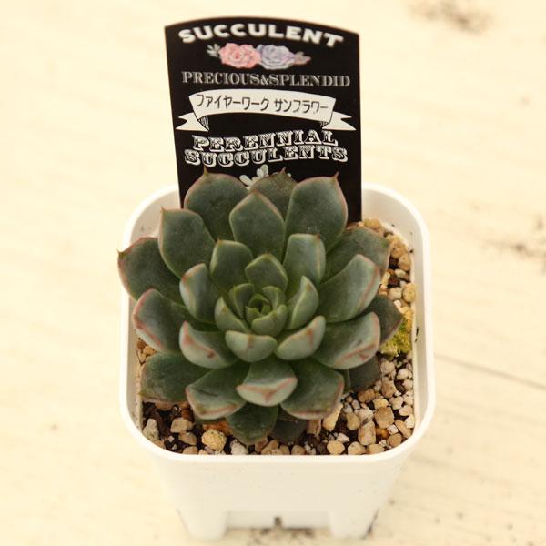 多肉植物 エケベリア ファイヤーワーク サンフラワー 7.5cmポット苗