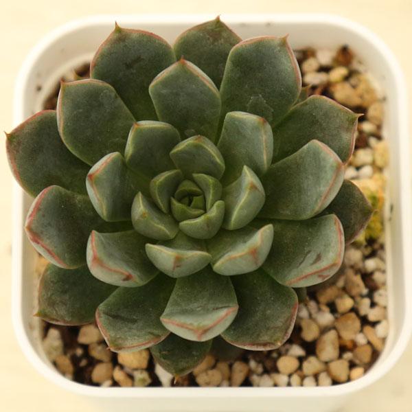 多肉植物 エケベリア ファイヤーワーク サンフラワー 7.5cmポット苗