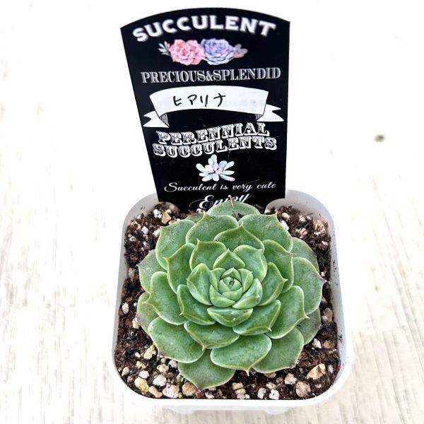多肉植物 エケベリア ヒアリナ 7.5cmポット苗 : ハニーミント - 通販