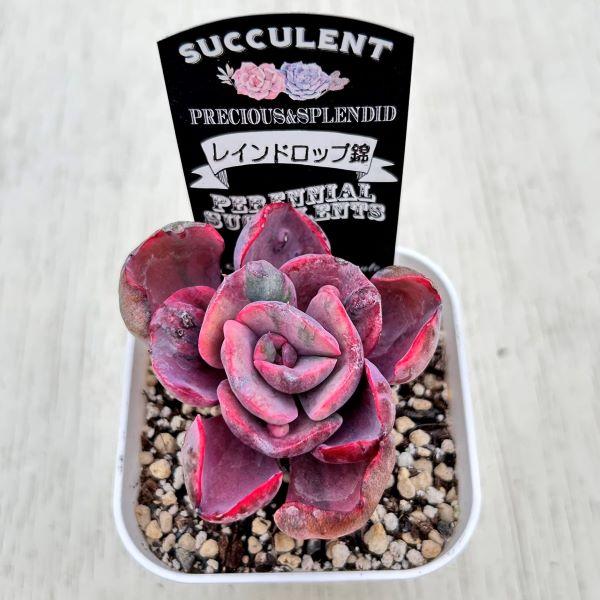 多肉植物 エケベリア レインドロップ錦 7.5cmポット苗 : ハニー 多肉植物 エケベリア レインドロップ錦 7.5cmポット苗 : ハニー
