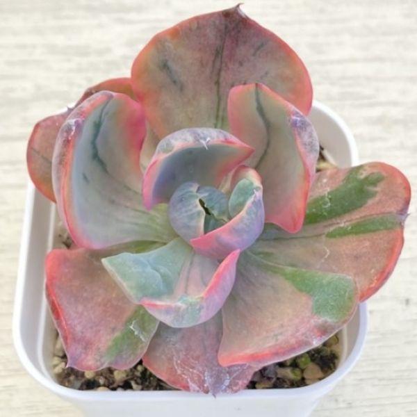 多肉植物 エケベリア レインドロップ錦 7.5cmポット苗 : ハニーミント