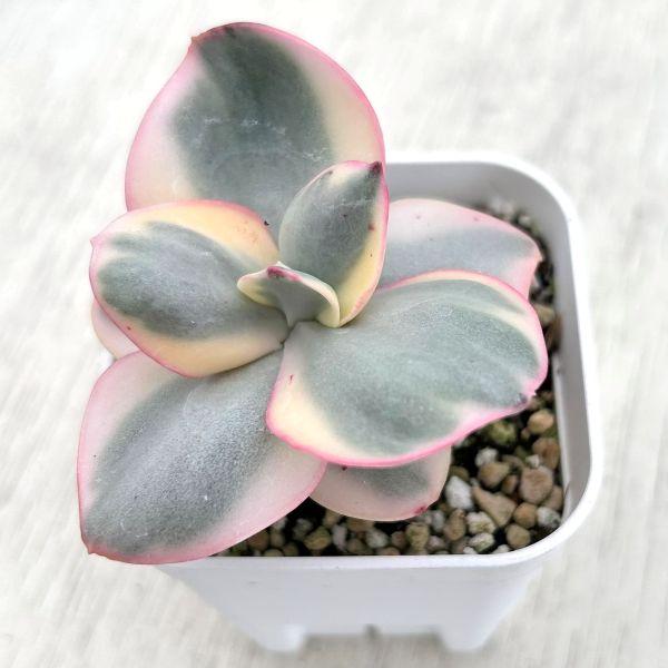 おまとめ！　39SALE！多肉植物^o^   スヨン 多肉植物 エケベリア スヨン錦 7.5cmポット苗 : ハニーミント - 通販