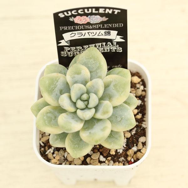 多肉植物 セダム クラバツム錦 7.5cmポット苗 : ハニーミント 多肉植物 セダム クラバツム錦 7.5cmポット苗 : ハニーミント