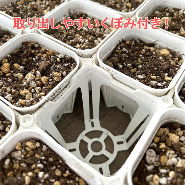 日本ポリ鉢販売 システムトレー75CS白 プレステラ75 40個用 1枚 ※花苗