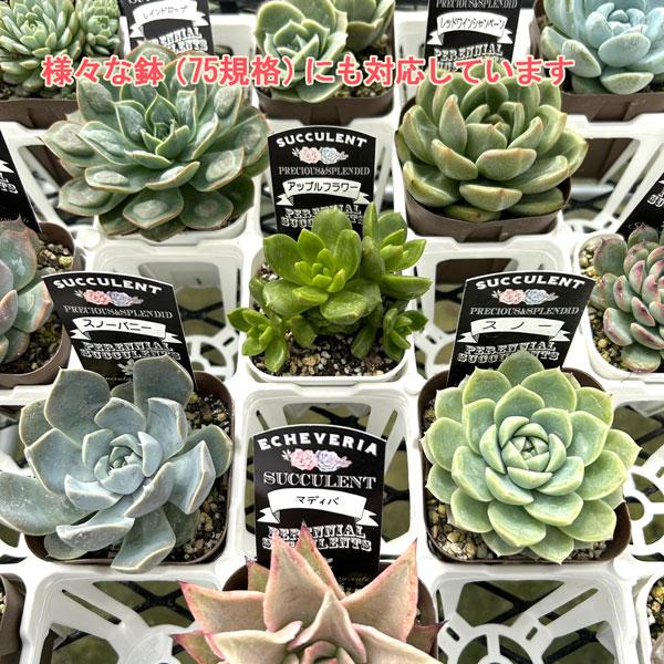 日本ポリ鉢販売 システムトレー＋プレステラ75 40鉢付きセット！※花苗