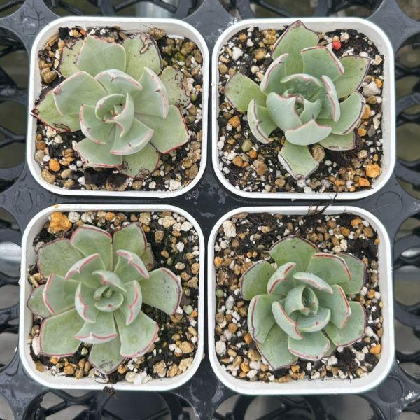 多肉植物 エケベリア ストリクチフローラ ノヴァ 7.5cmポット苗