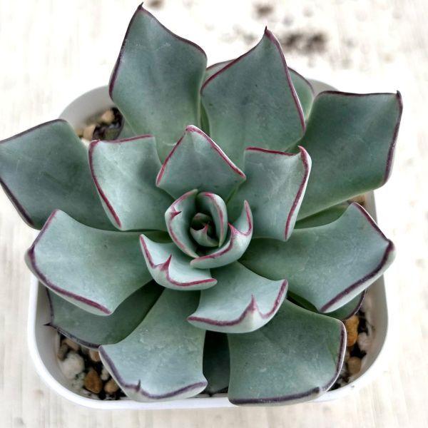 多肉植物 エケベリア ストリクチフローラ ノヴァ 7.5cmポット苗