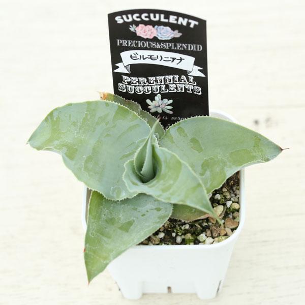 多肉植物 アガベ ビルモリニアナ 7.5cmポット苗 : ハニーミント - 通販
