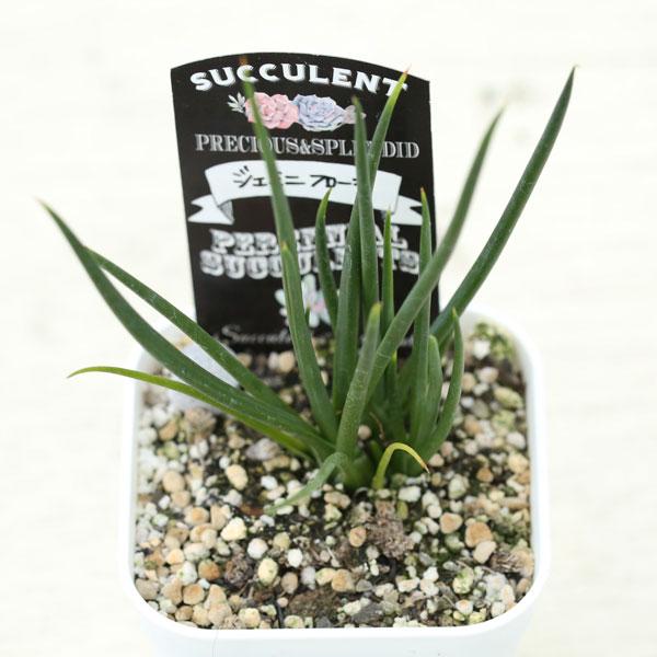 アカベ　ジェミネフローラ 多肉植物 アガベ ジェミニフローラ 7.5cmポット苗 : ハニーミント