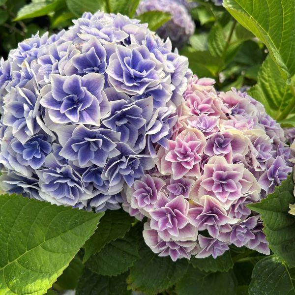当店農場生産】ハイドランジア 旭日昇天（きょくじつしょうてん） 9cm