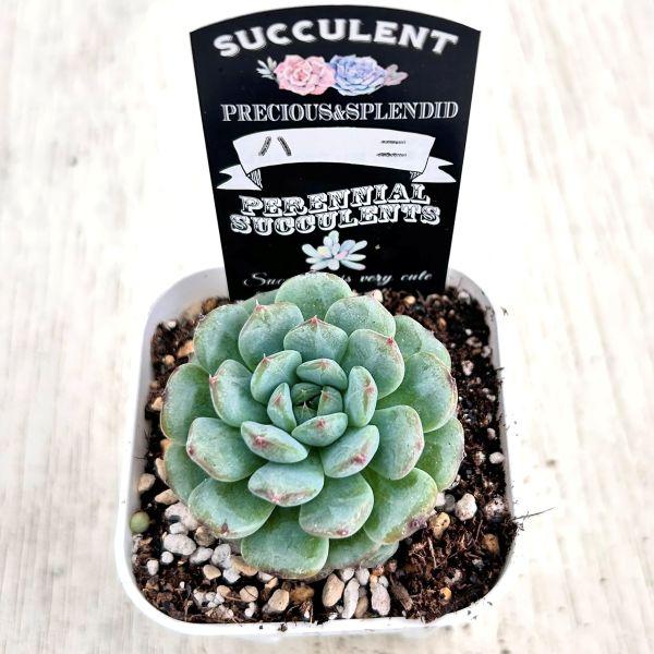 多肉植物 エケベリア ハニ 7.5cmポット苗 : ハニーミント - 通販
