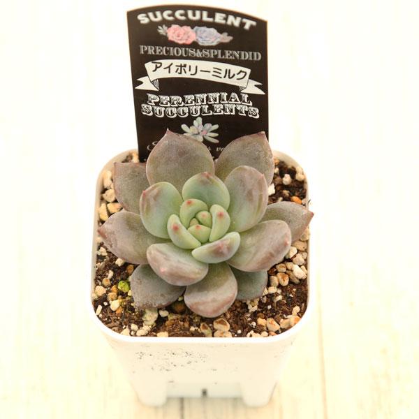 多肉植物 エケベリア アイボリーミルク 7.5cmポット苗 : ハニーミント 