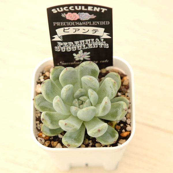 多肉植物 エケベリア ビアンテ 7.5cmポット苗 : ハニーミント - 通販