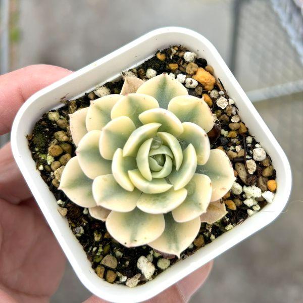 多肉植物 韓国苗 花団錦 ① ❇︎ #多肉植物 花団錦⁉️ よくわからないけど初春にトモからやってき