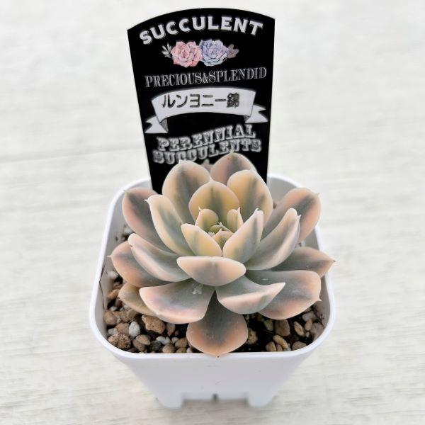 多肉植物 エケベリア ルンヨニー錦 7.5cmポット苗 : ハニー 多肉植物 エケベリア ルンヨニー錦 7.5cmポット苗 : ハニー