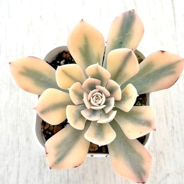 多肉植物 エケベリア ルンヨニー錦 7.5cmポット苗 : ハニーミント