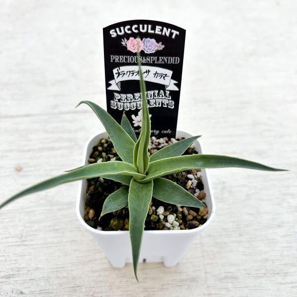 多肉植物 アガベ ブラクテオーサ カラマー 7.5cmポット苗 : ハニー